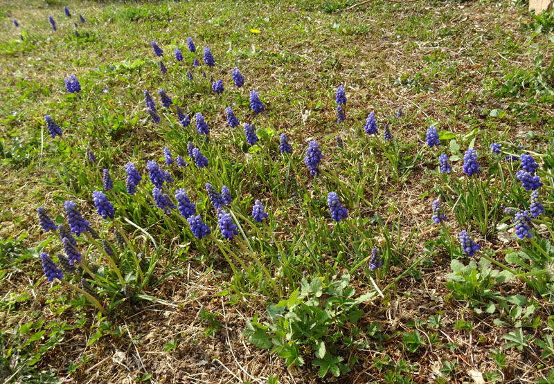 Muscari neglectum - Asparagaceae